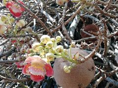 -槟城植物园