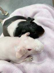 -Moni星球萌宠·小马宝莉·灵蛇·高端高阶全萌宠互动体验俱乐部(红豆国际广场店)