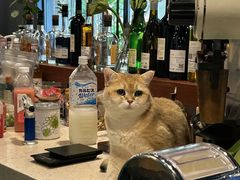 -咖法森林·咖啡  酒吧(天河店)