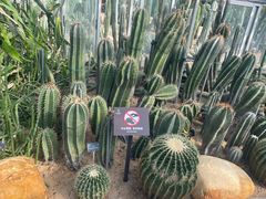 -深圳仙湖植物园
