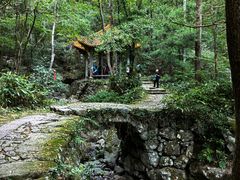 -天目山大树王景区