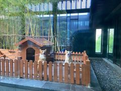 -上海崇明金茂凯悦酒店