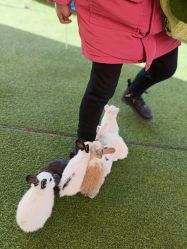 -萌宠亲子动物乐园(槐房万达店)