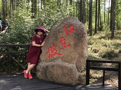 -莫尔道嘎国家森林公园
