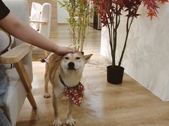 -柴犬小屋·柴餐厅·狗咖食堂(金鼎广场店)