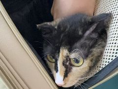 -美联众合动物医院·24h转诊中心