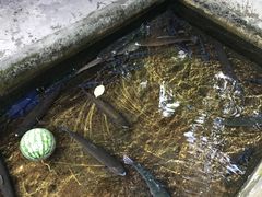 -源泉冷水鱼庄(小鱼洞店)