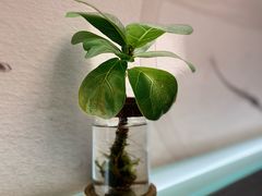 -红小满休闲餐厅(十全街店)