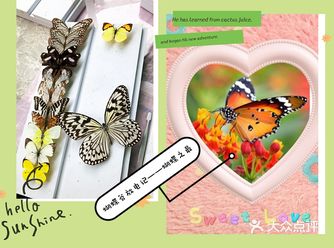 蝴蝶谷放电记——蝴蝶种类很多