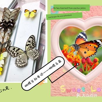 蝴蝶谷放电记——蝴蝶种类很多