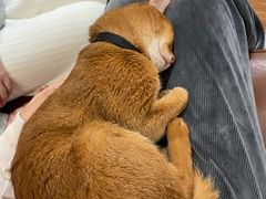 -MOCHA明星猫咖(田子坊店)