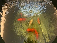 -朱鸿兴面馆(镇湖店)
