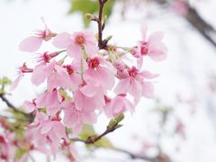 -天适樱花悠乐园