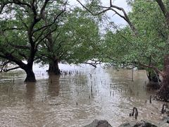 -宝安西湾红树林湿地公园