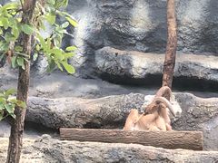 -清迈夜间动物园