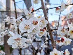 -上海吴淞炮台湾国家湿地公园