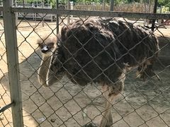 动物园-意大利农场度假村