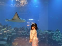 -涛·海底餐厅·美人鱼·自助餐·海底隧道(三亚海棠湾洲际度假酒店)