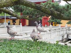 -上海东林寺(金山区)