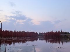-白鹭湾湿地公园