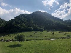 -关山牧场王师烤全羊