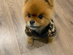 -派多格宠物(御景湾店)