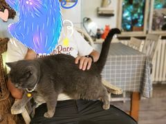 -海边的猫和咖啡馆