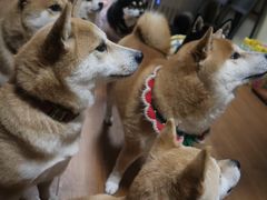 -柴犬高等学院·狗咖·柴犬售卖·宠物训练