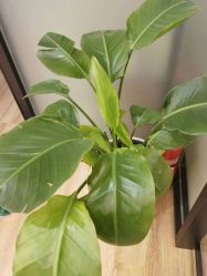 -诗俪美容·生活馆