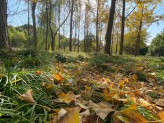 -昆山城市生态森林公园