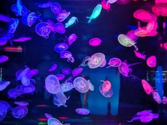 -合肥海洋世界