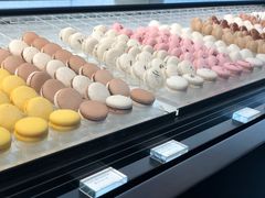 -BLACKSWAN黑天鹅(环球店)