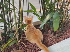 -喜洲吧·江畔老船厂·庭院餐厅(喜临院店)