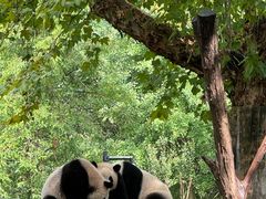 -都江堰中华大熊猫苑