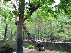 -都江堰中华大熊猫苑