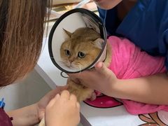 -伟伟宠物医院·瑞派猫友好医院·猫科(光谷店)