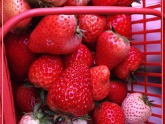 -建德果蔬乐园绪塘草莓基地