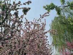 -海棠花溪(元大都城垣遗址公园)
