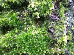 iphone_upload_pic-碧峰峡风景区