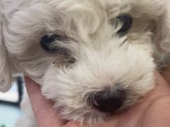 -pd派德宠物中心医院24H急重症·眼科中心·血液透析中心(嵩山北路店)