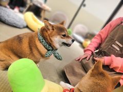 -逗柴咖啡屋·狗咖猫咖宠物桌游