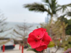 -胡里山炮台
