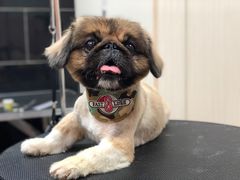 -小尾巴宠物店(万科·金域华庭店)