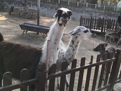 羊驼-西安秦岭野生动物园