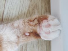 -MOYOYO猫咪咖啡店