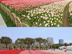 -大宁郁金香公园-停车场