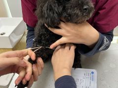 -芭比堂动物医院·24小时·眼科中心(深圳中心)