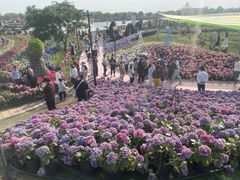 -荷兰花海