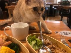 -猫小院猫主题餐厅(三里屯店)