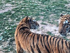 -北京野生动物园